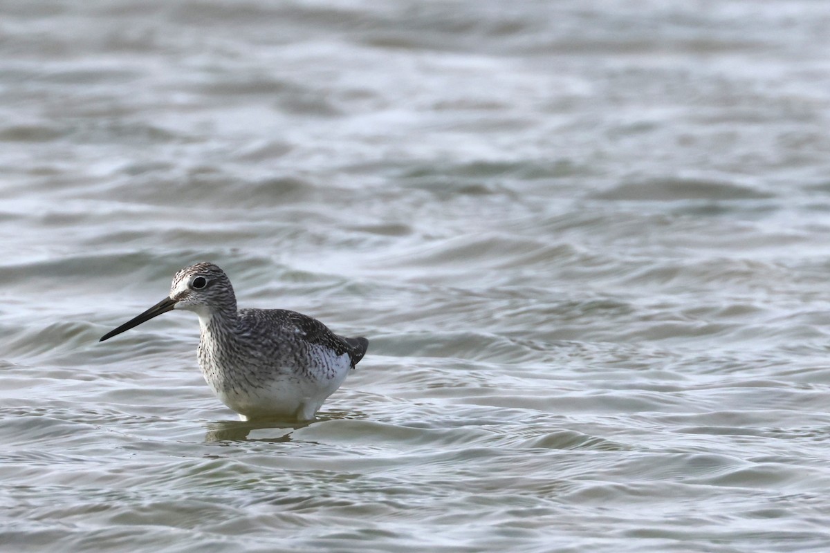 Greater Yellowlegs - ML643783100