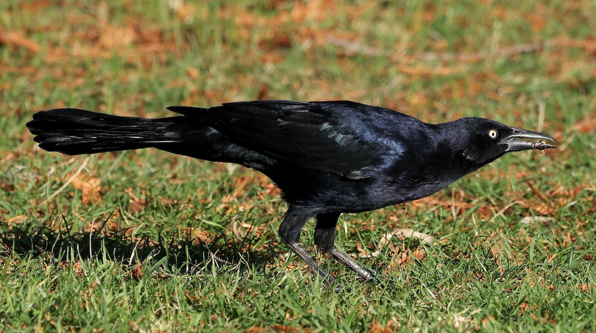 Great-tailed Grackle - ML643783101
