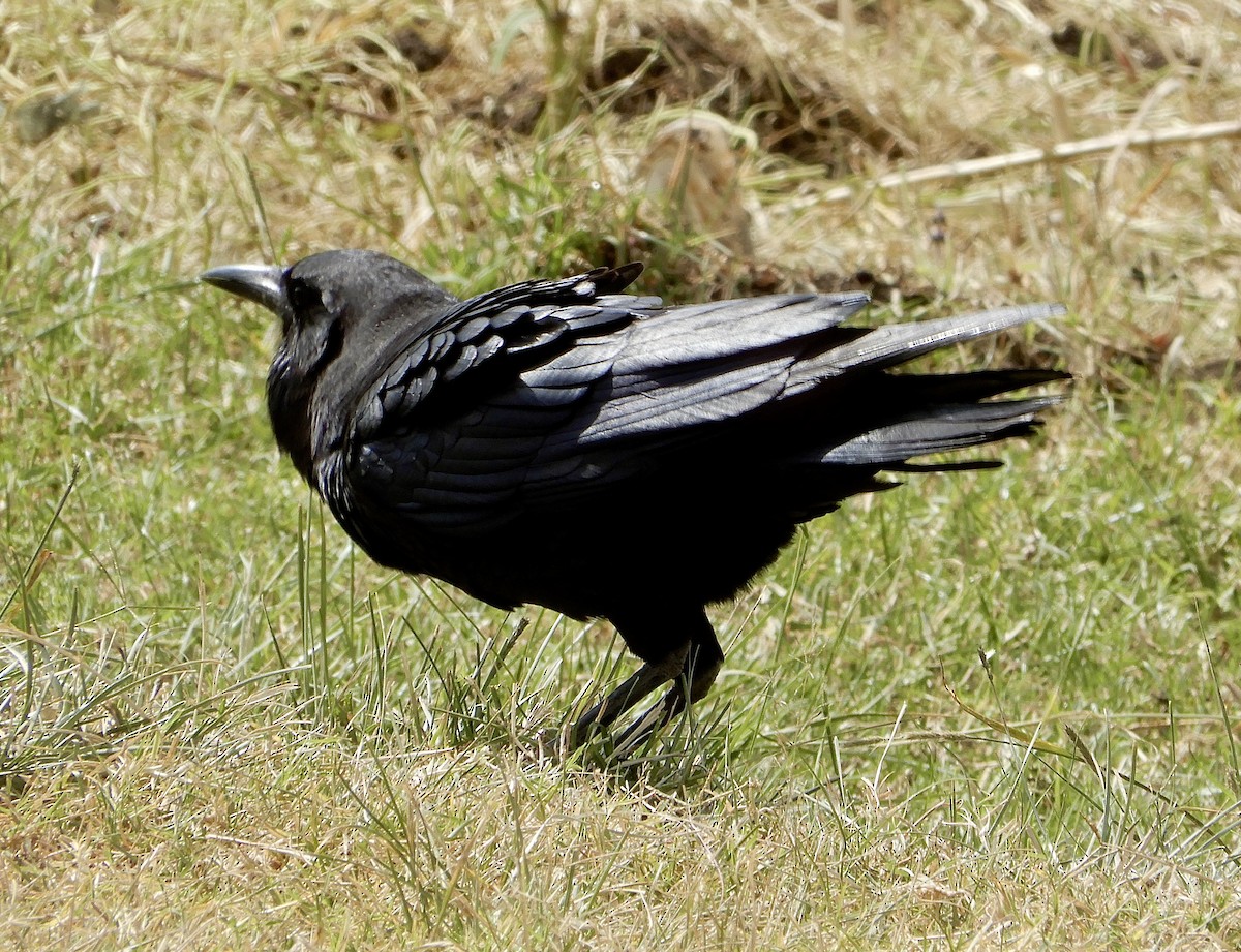 Cape Crow - ML643783106