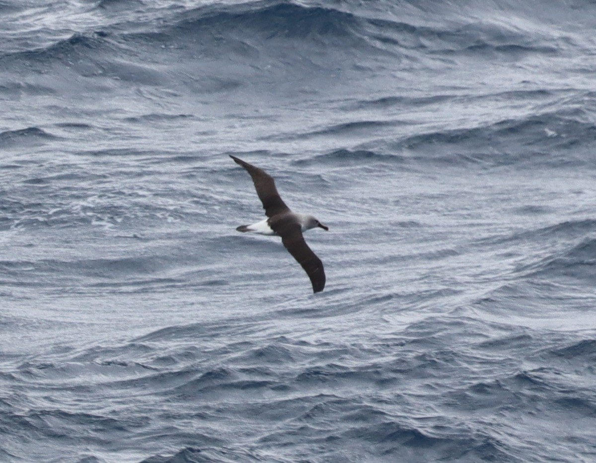 Albatros à tête grise - ML643783107