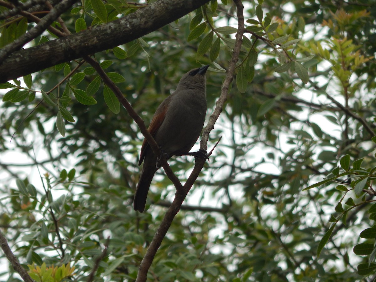 Grayish Baywing - ML643783108