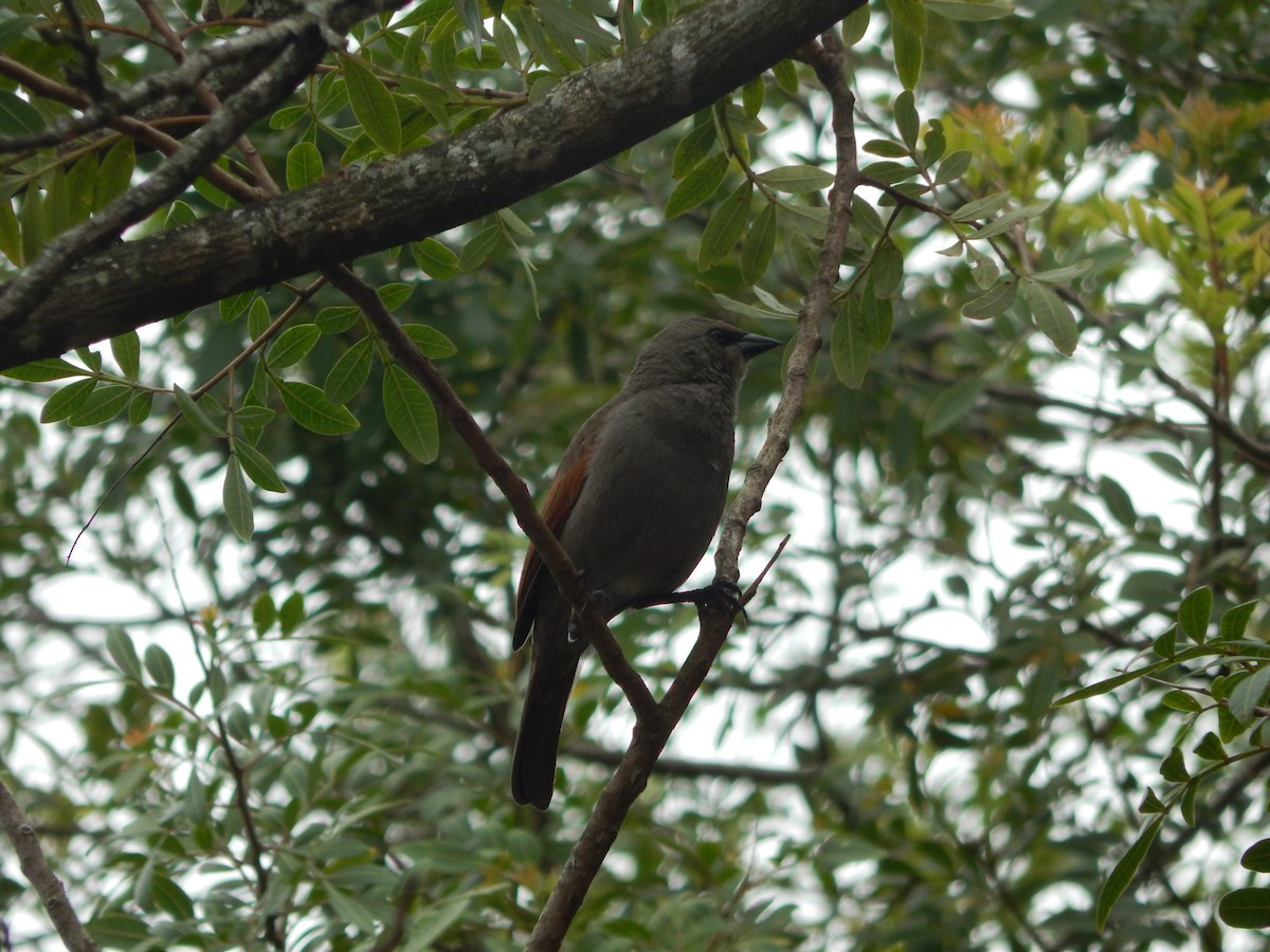 Grayish Baywing - ML643783109