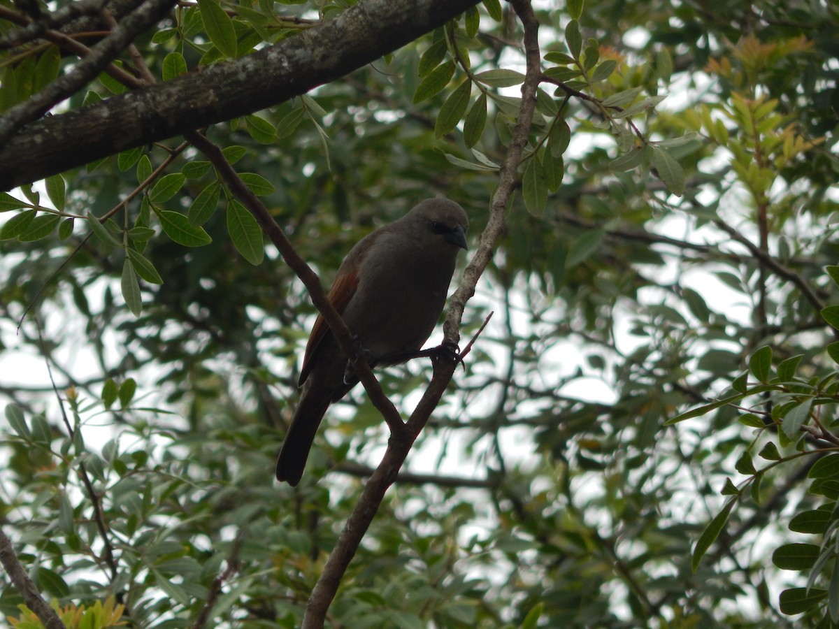 Grayish Baywing - ML643783110