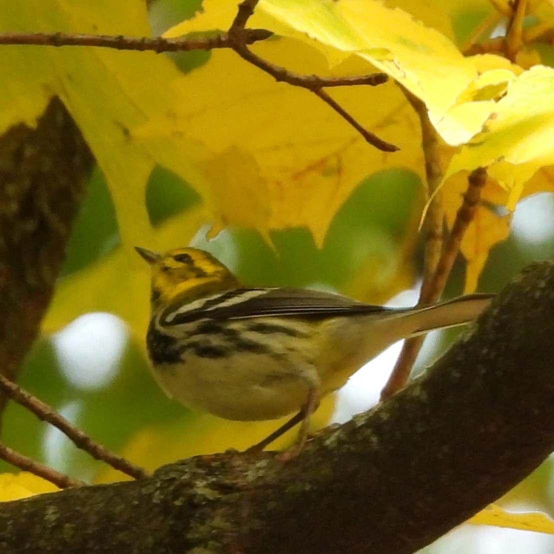 Black-throated Green Warbler - ML643783111