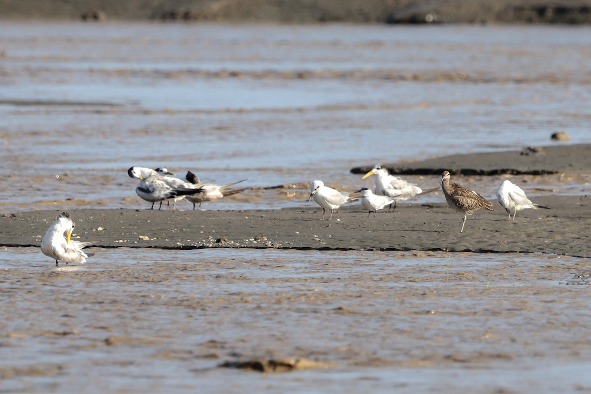 鳳頭燕鷗 - ML643783112