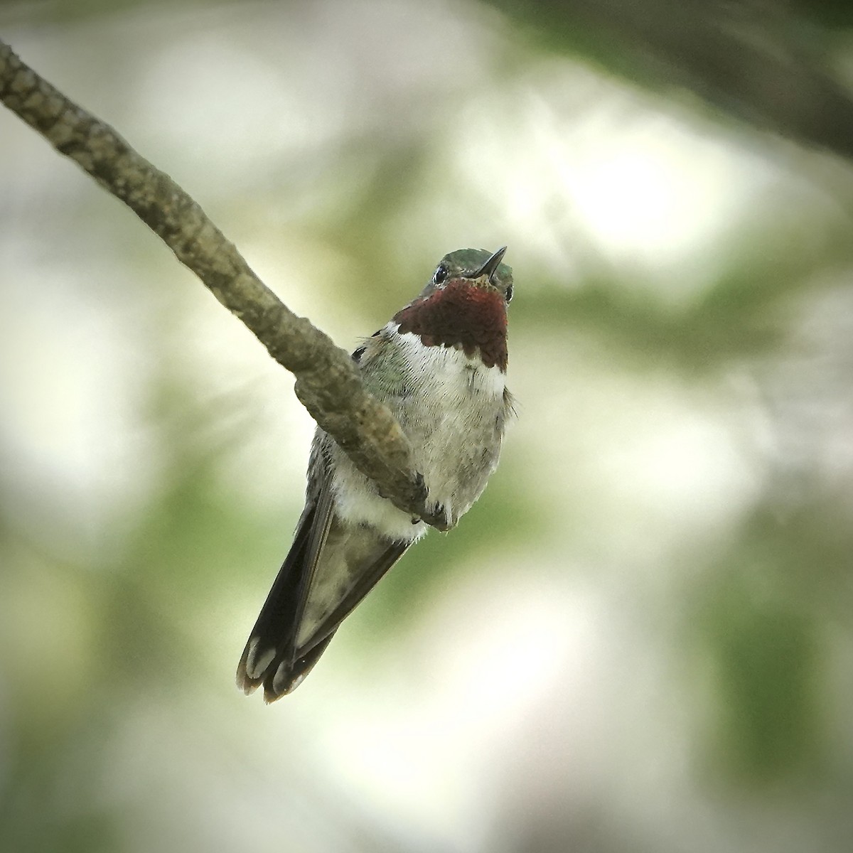 kalypta širokoocasá - ML643783118