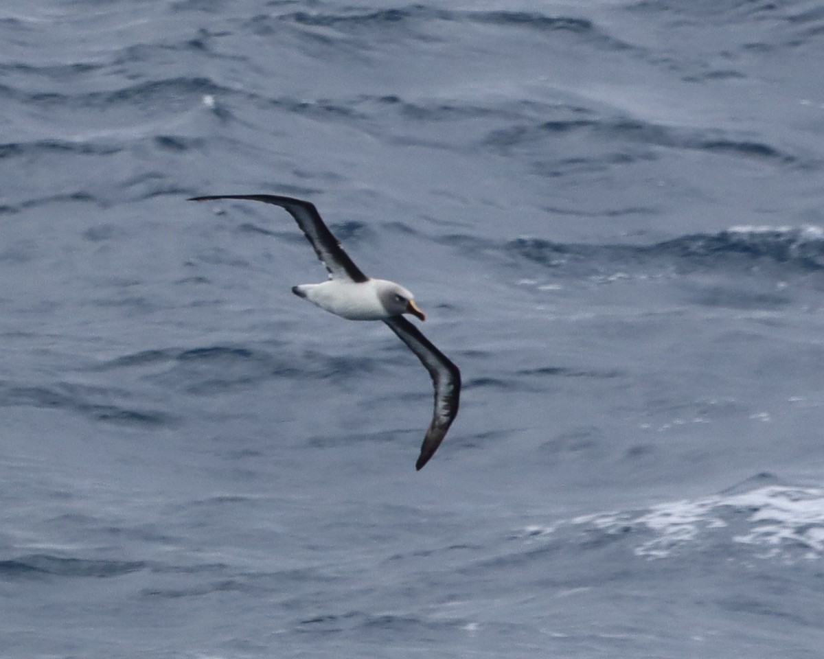 Albatros à tête grise - ML643783130