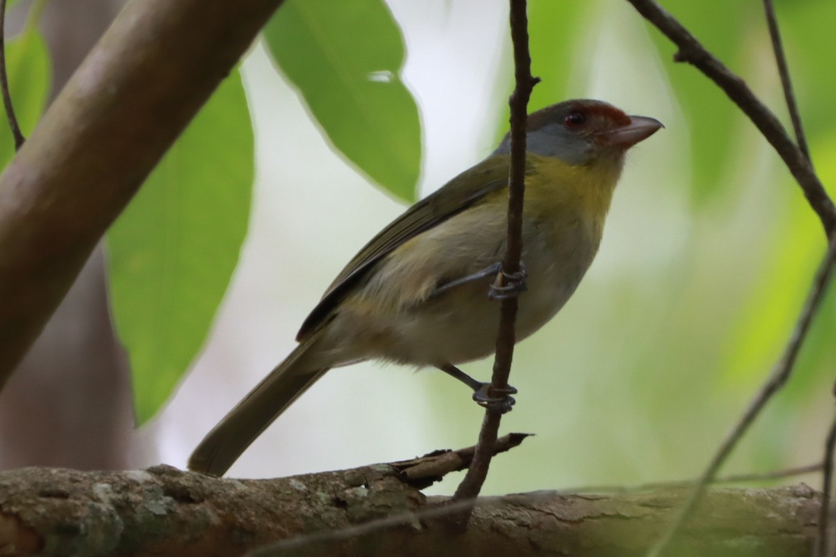 Rufous-browed Peppershrike - ML643783134