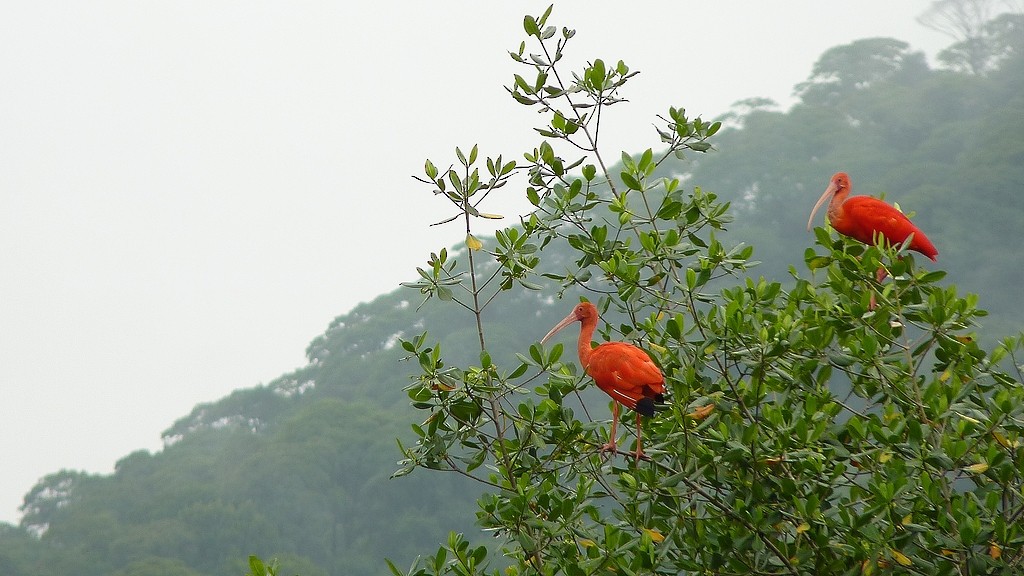 Ibis rouge - ML643783138