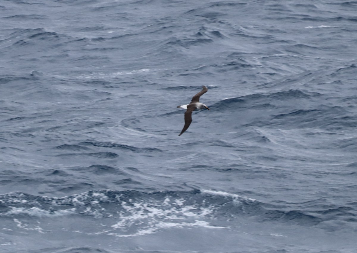 Albatros à tête grise - ML643783139