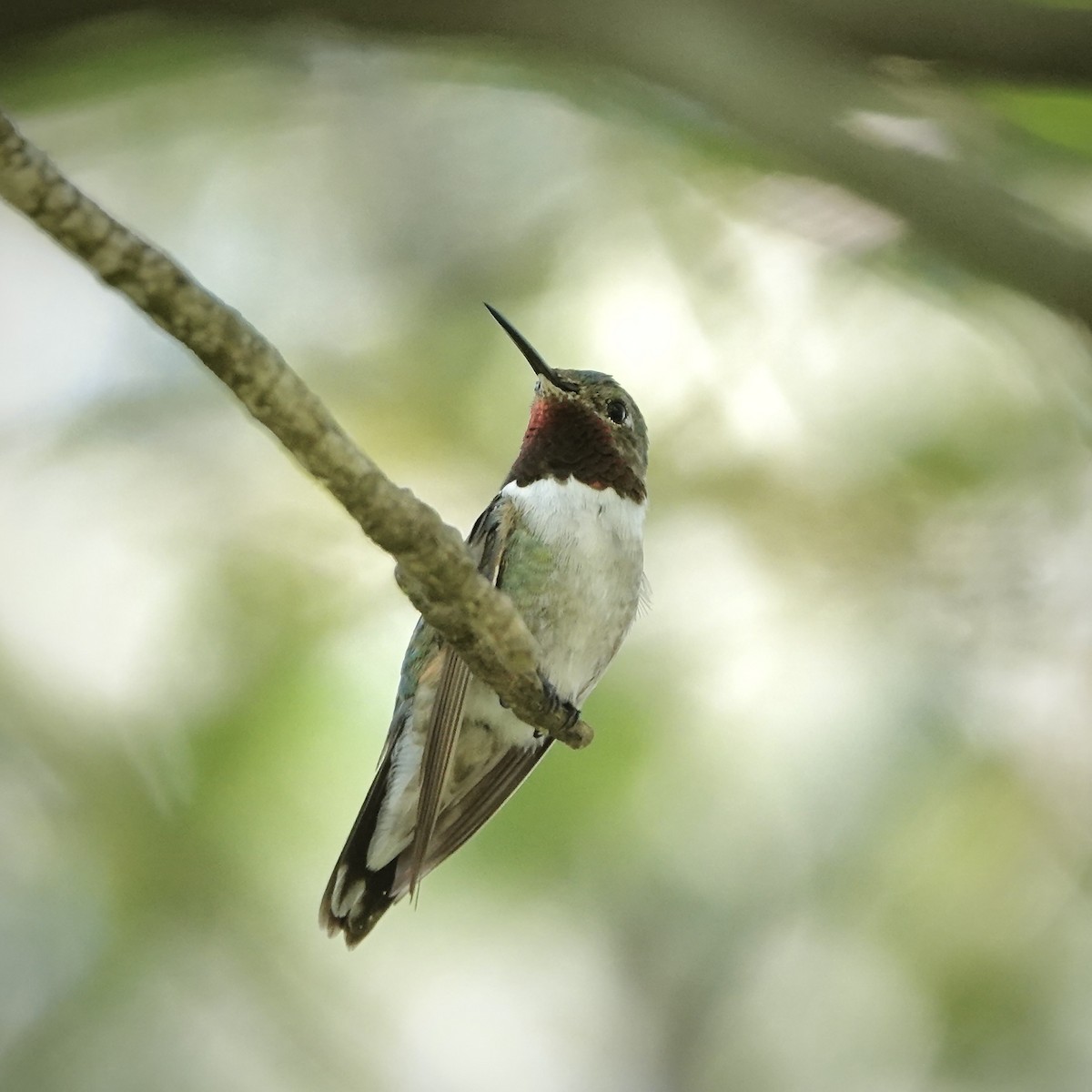 kalypta širokoocasá - ML643783142