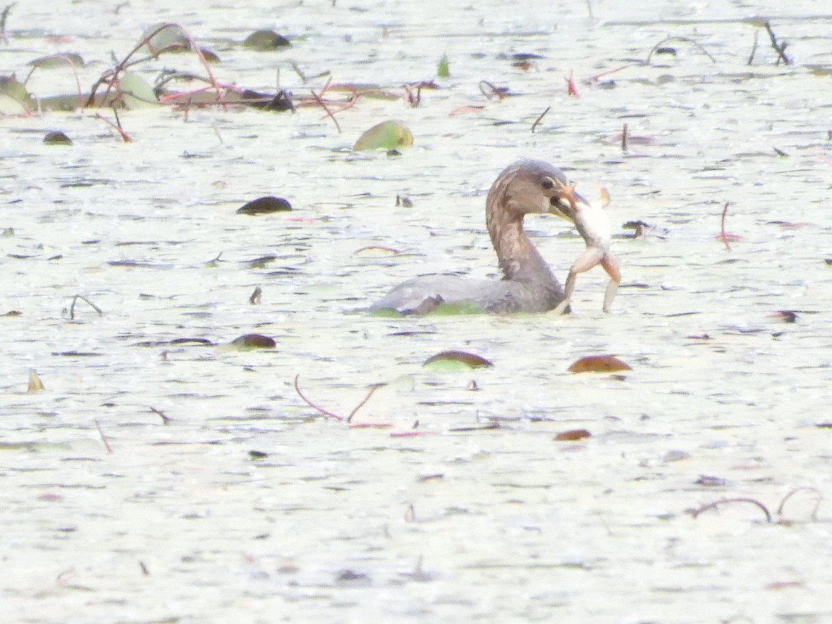 ringnebbdykker - ML643783143