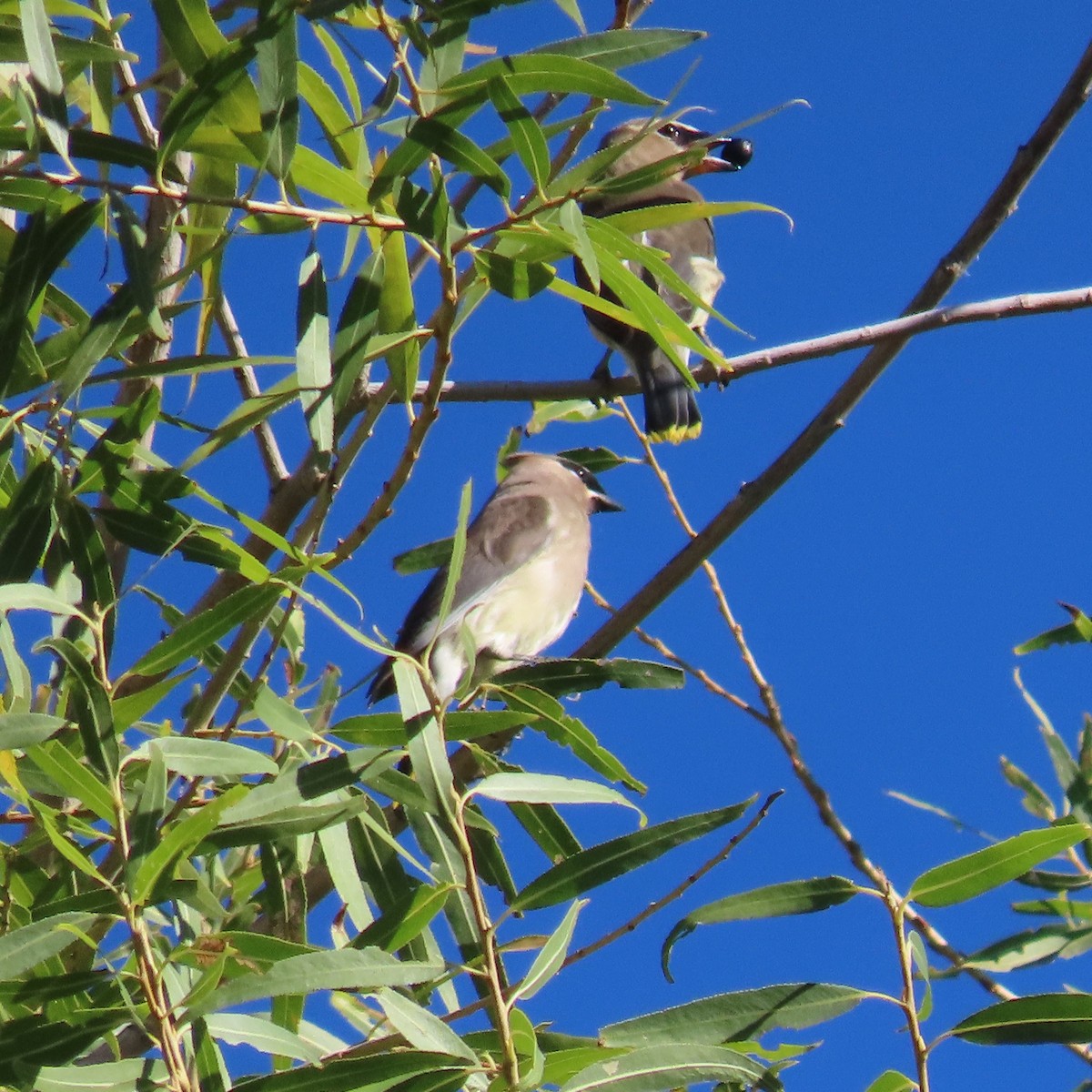 Cedar Waxwing - ML643783144
