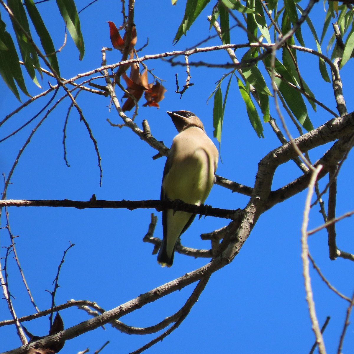 Cedar Waxwing - ML643783145