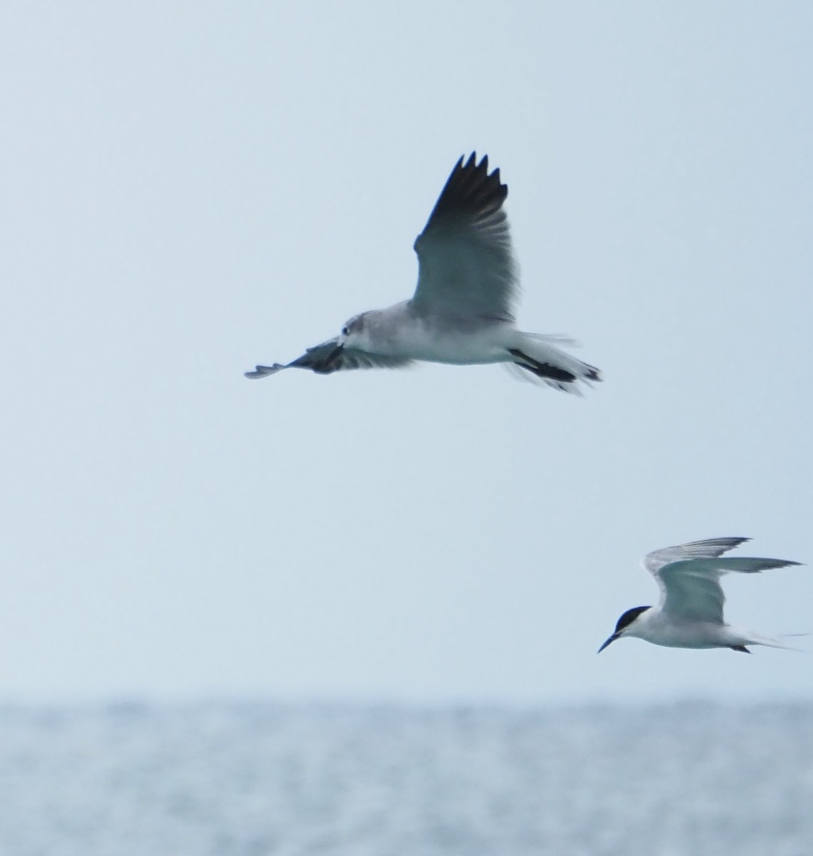 Roseate Tern - ML643783162