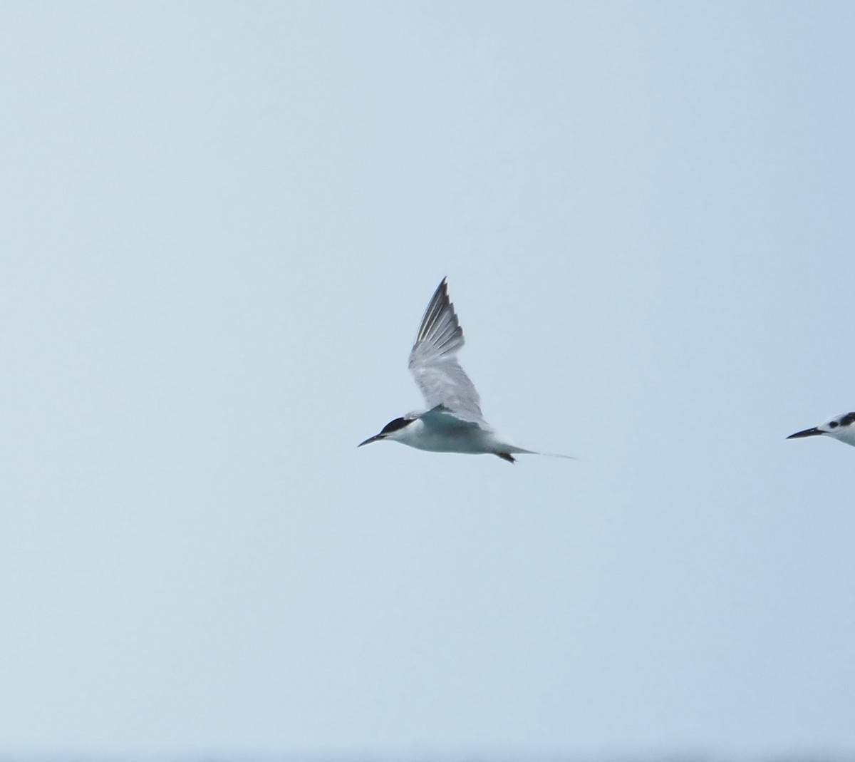 Roseate Tern - ML643783169