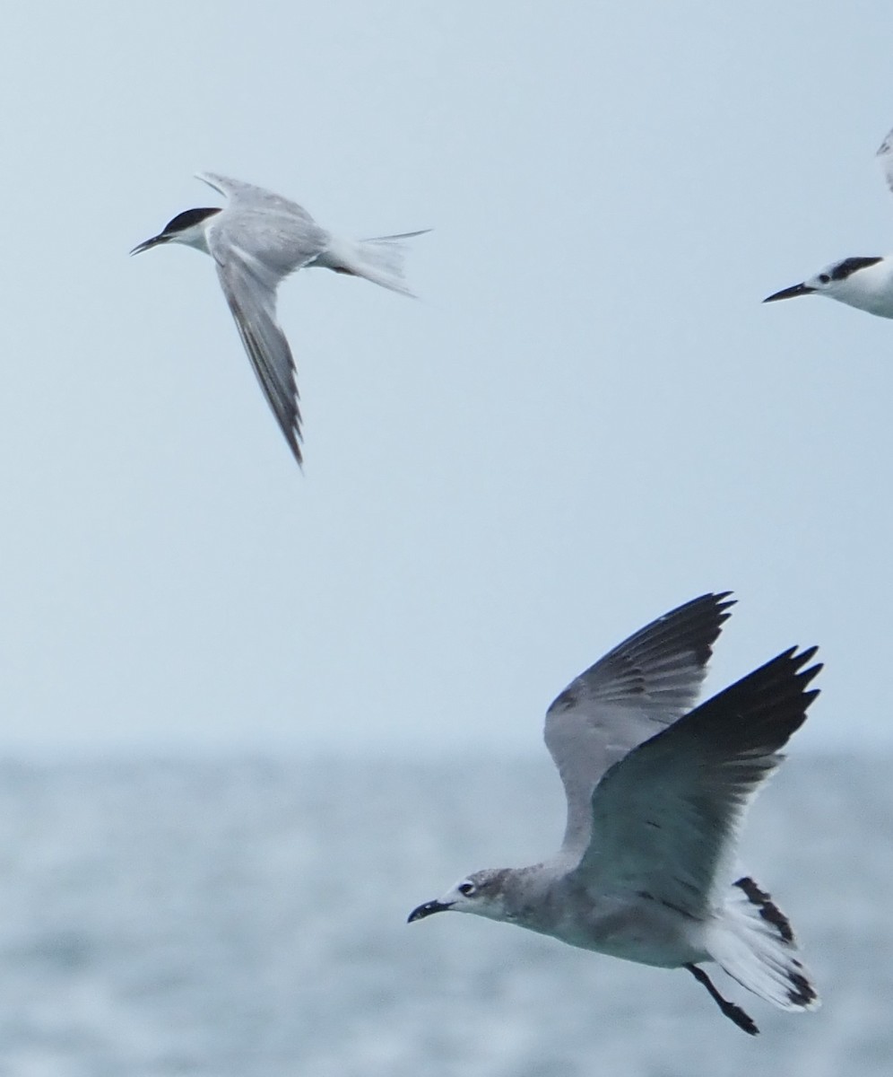 Roseate Tern - ML643783178