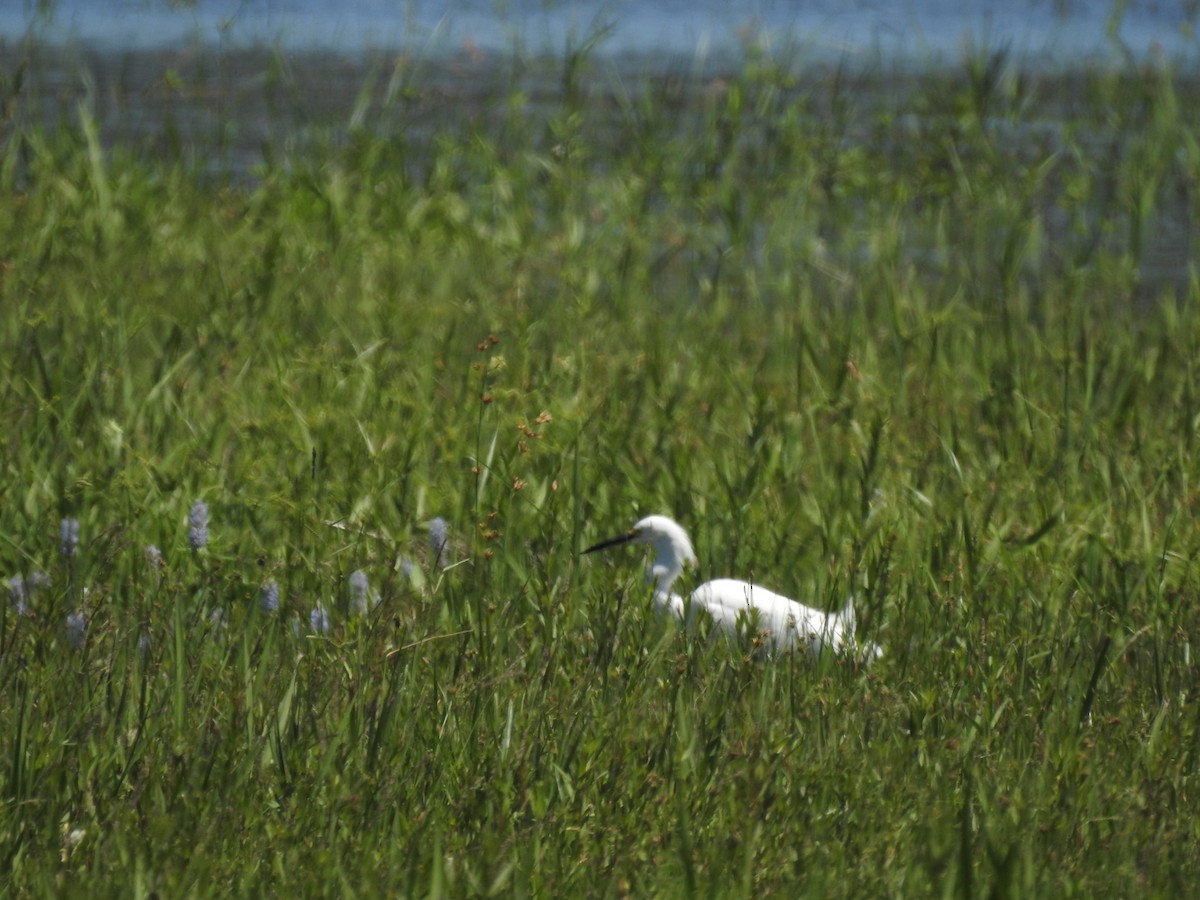 Snowy Egret - ML643783186
