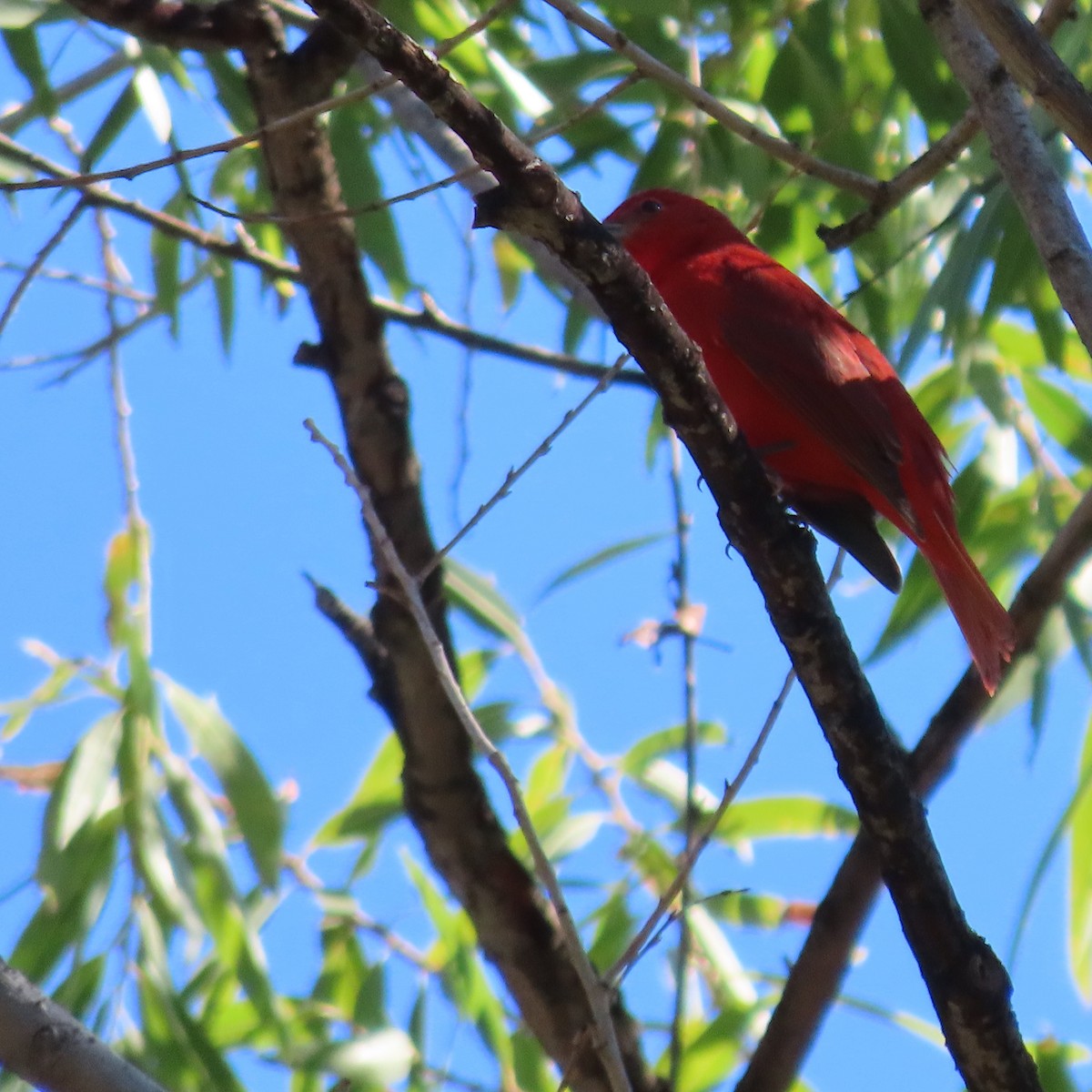 Summer Tanager - ML643783202