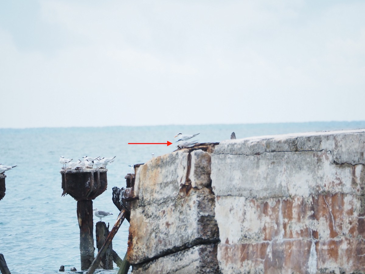 Roseate Tern - ML643783204