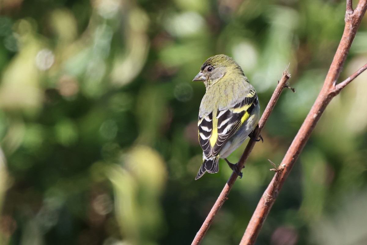 Hooded Siskin - ML643783208