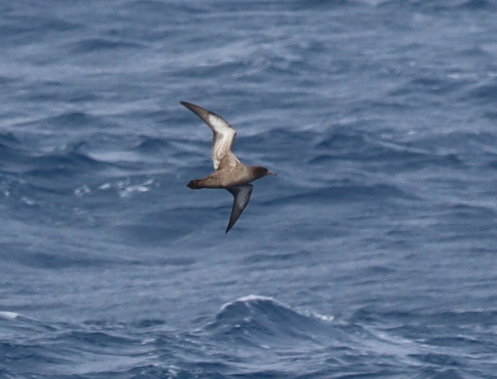Puffin fuligineux - ML643783215