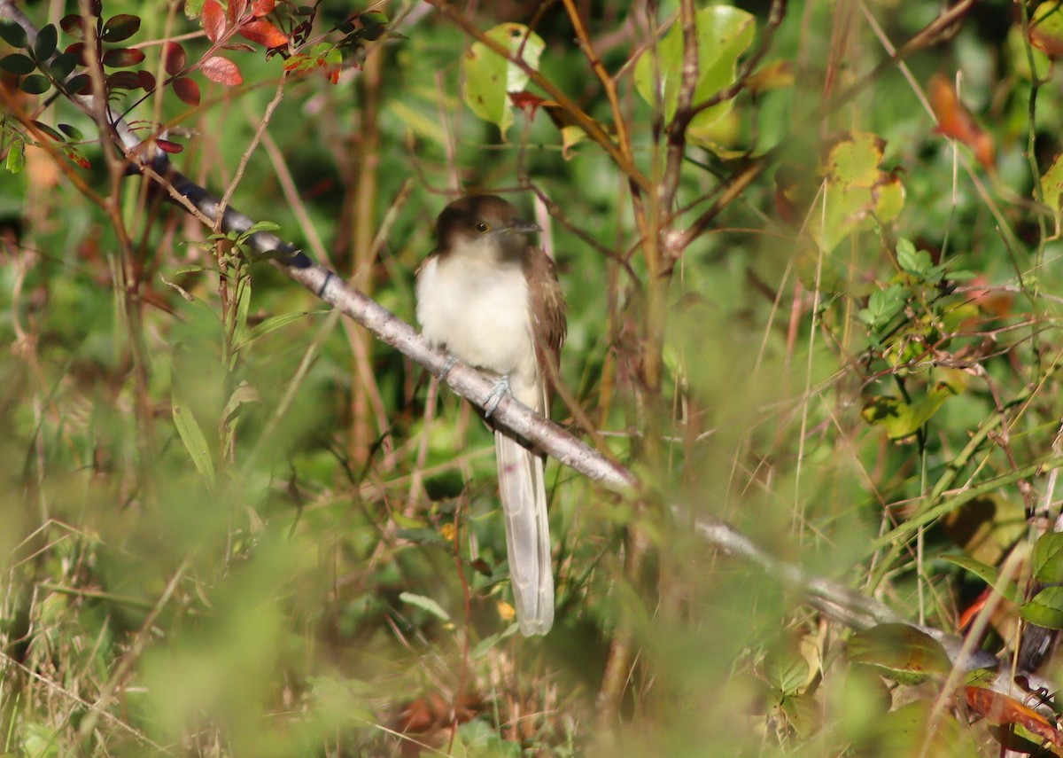 קוקיה שחורת-מקור - ML643783250