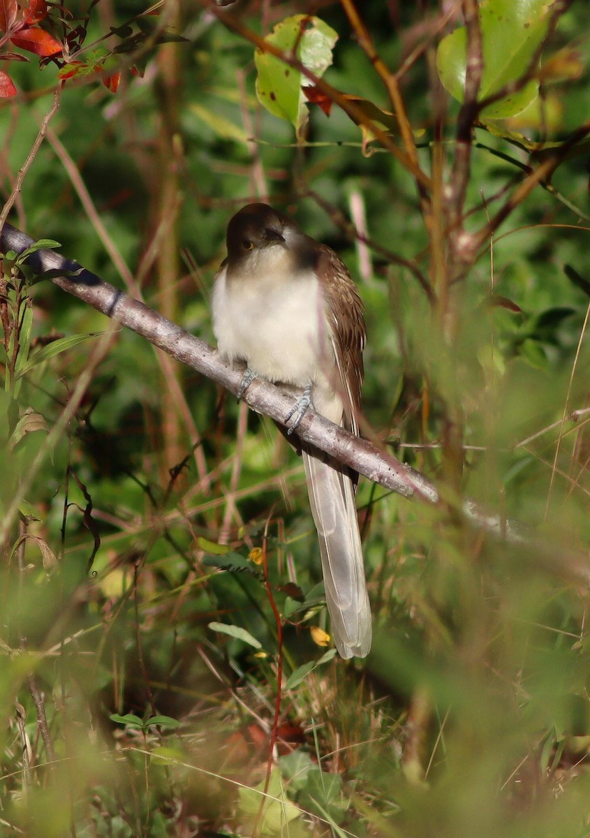קוקיה שחורת-מקור - ML643783254