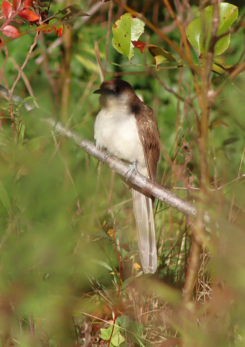 קוקיה שחורת-מקור - ML643783260