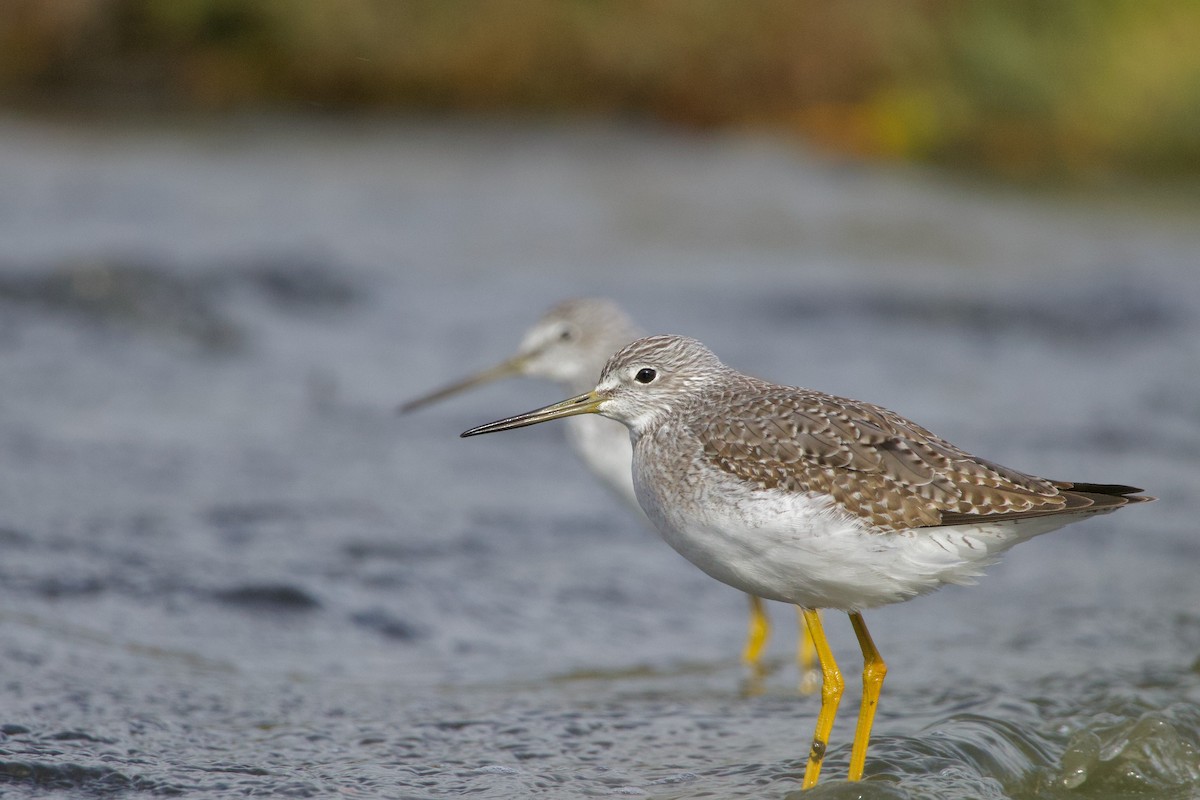 Greater Yellowlegs - ML643783300