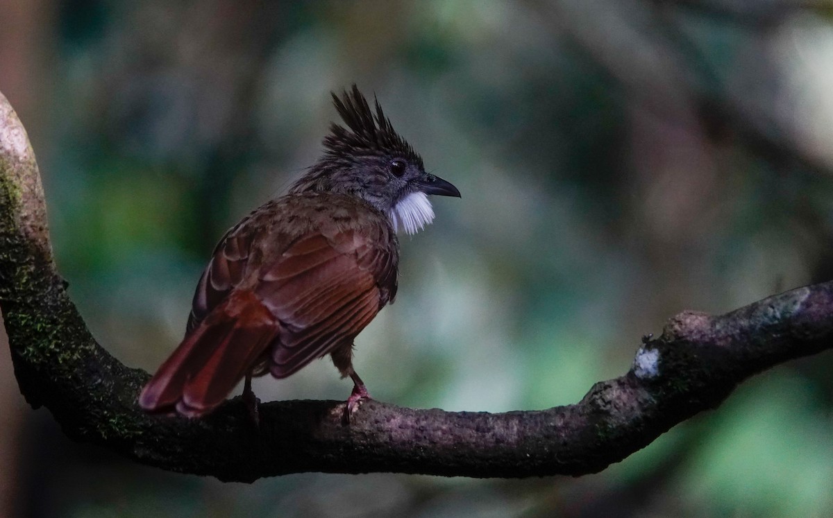 Penan Bulbul - ML643783301