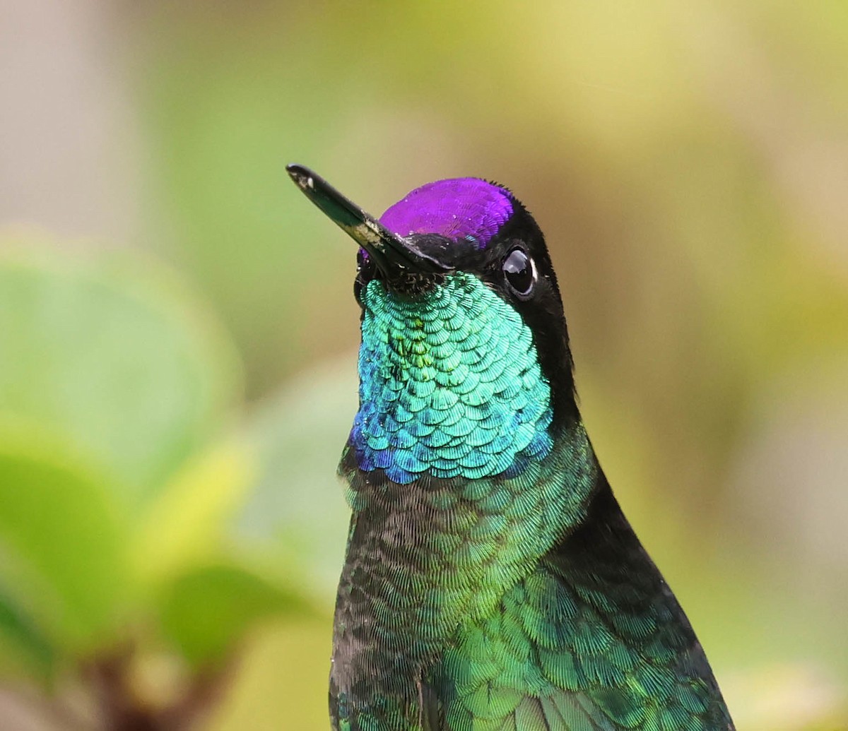 Talamanca Hummingbird - Roger Higbee