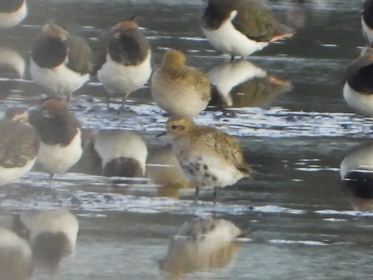 European Golden-Plover - ML643783318