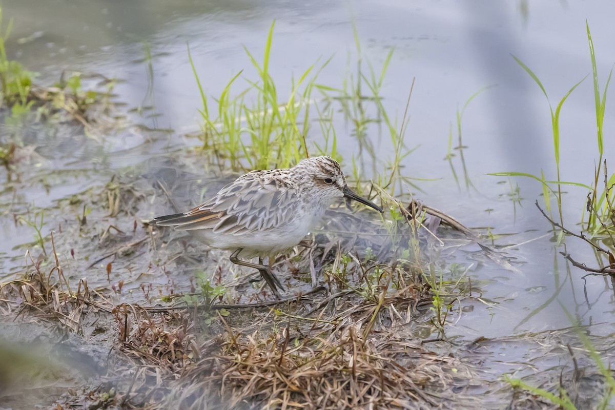 Gambecchio frullino - ML643783320