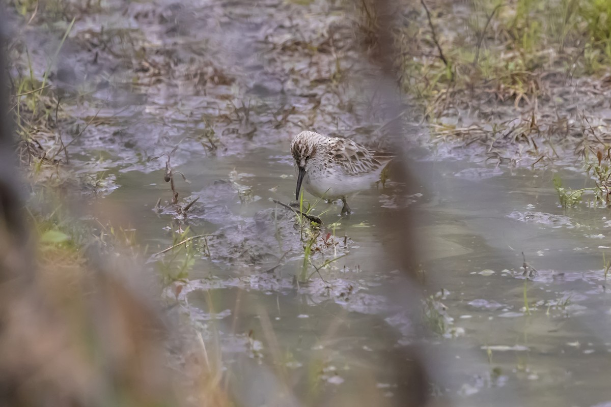 Gambecchio frullino - ML643783322