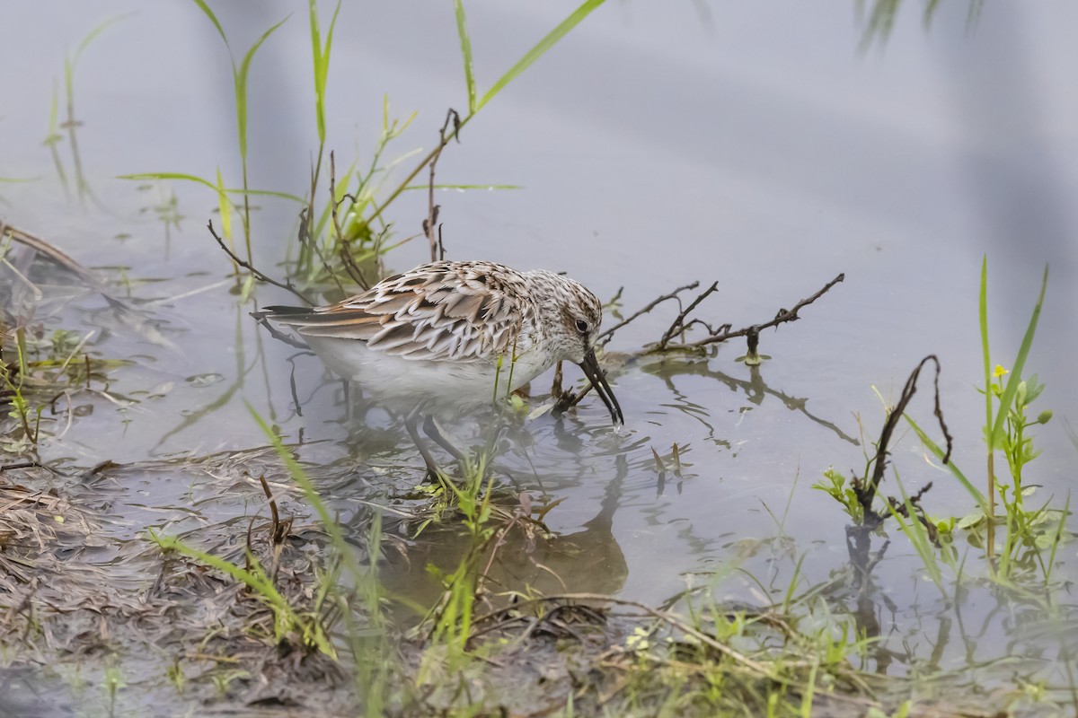 Gambecchio frullino - ML643783323