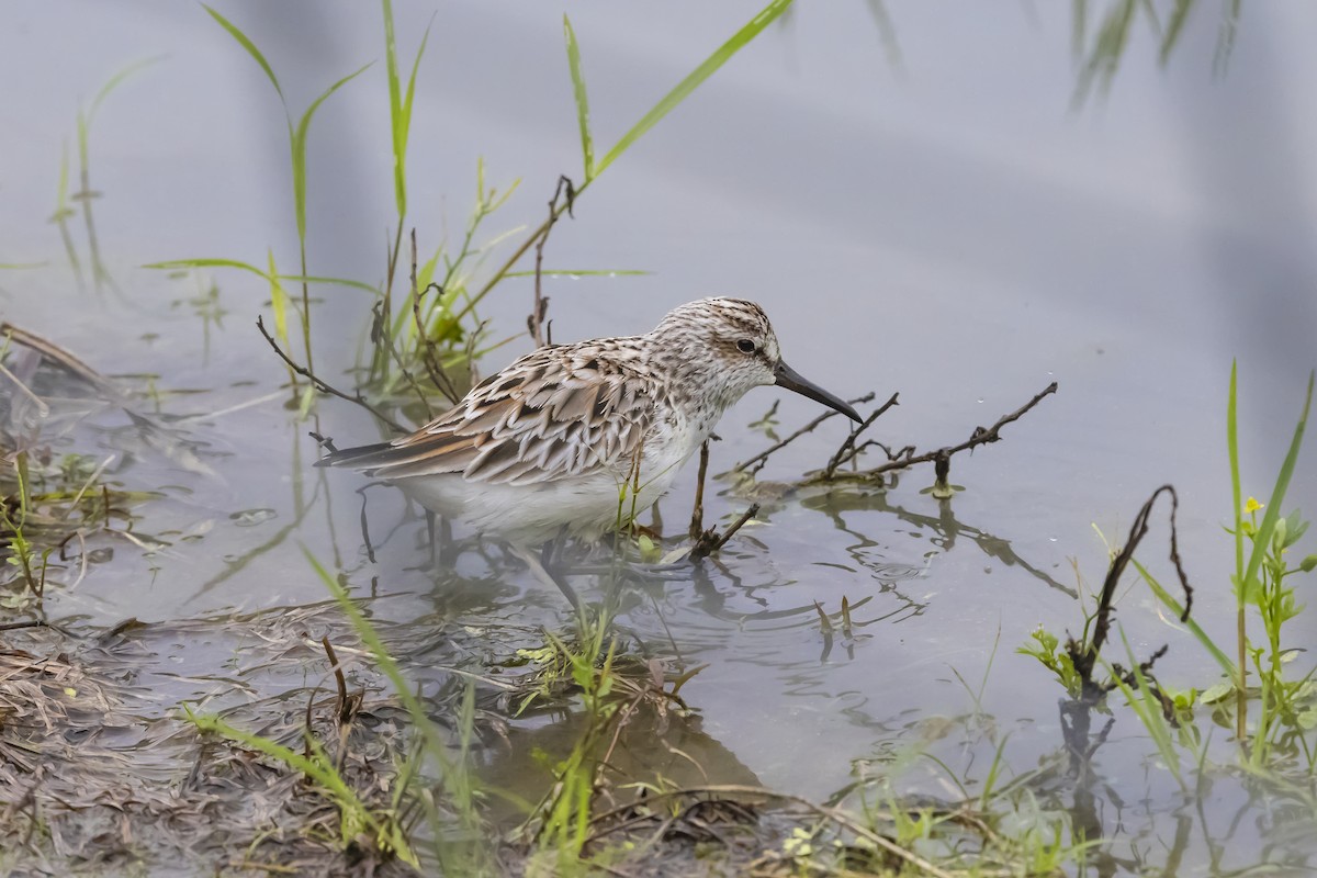 Gambecchio frullino - ML643783324