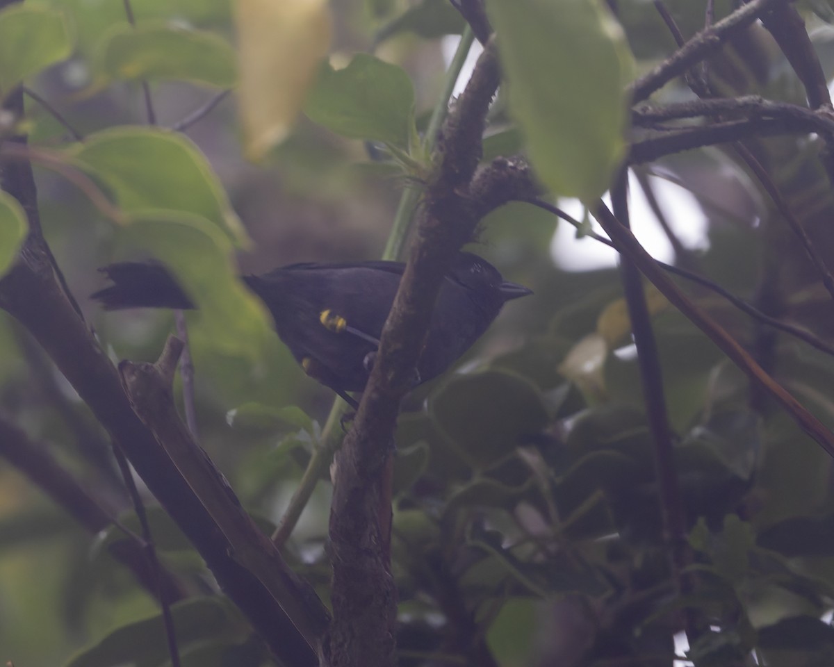 Заросляк коста-риканський - ML643783337