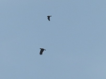 Steppe Eagle - ML643783342