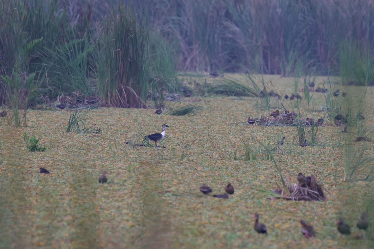 Comb Duck - ML643783353