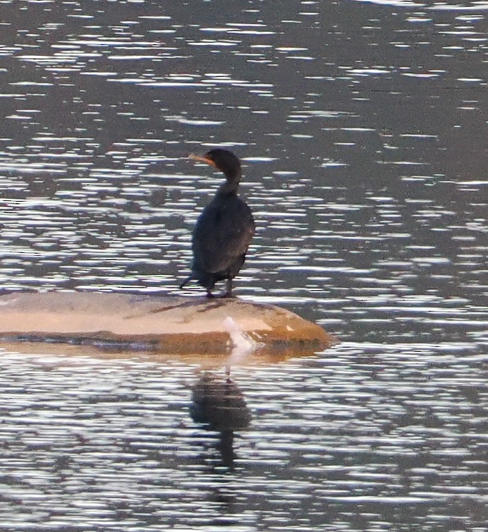 Double-crested Cormorant - ML643783360
