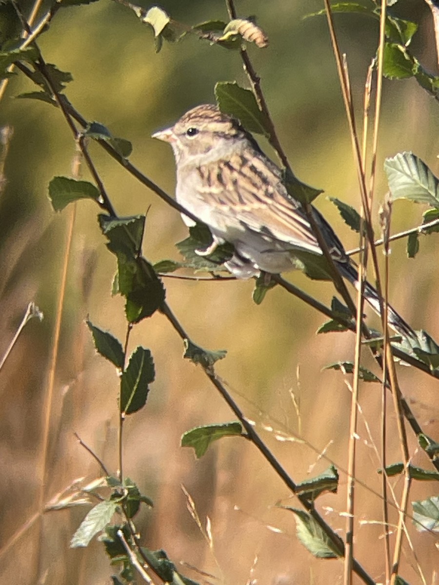 Chipping Sparrow - ML643783372