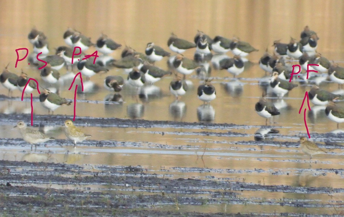 Pacific Golden-Plover - ML643783373