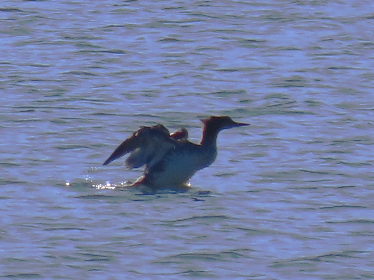 Common Merganser - ML643783375
