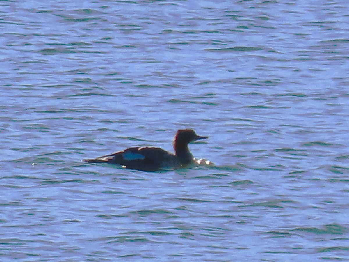 Common Merganser - ML643783381