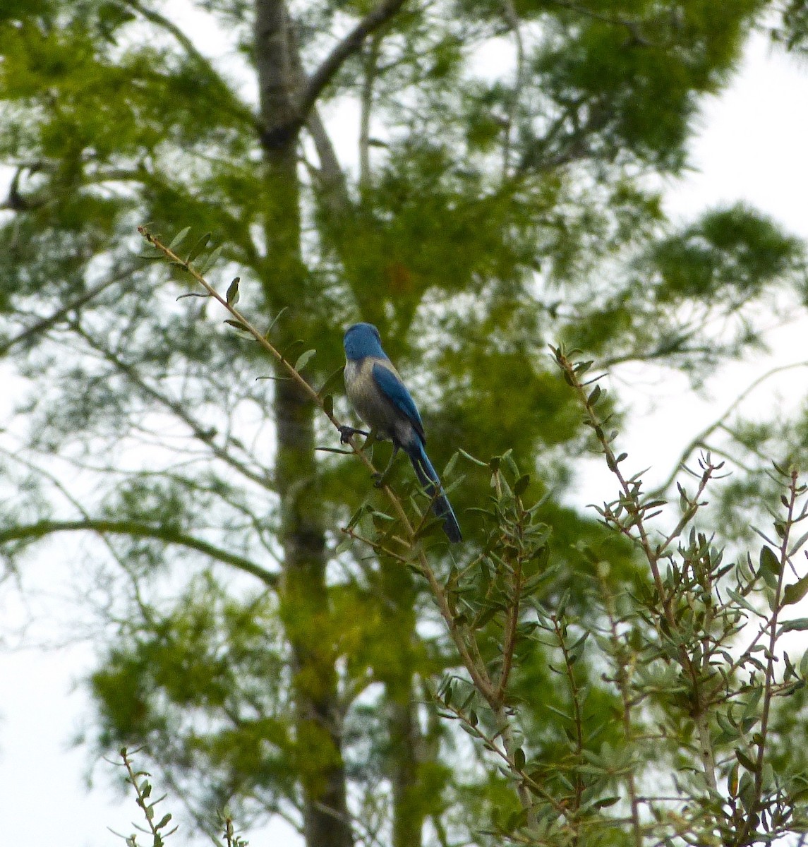 Florida Scrub-Jay - ML643783384