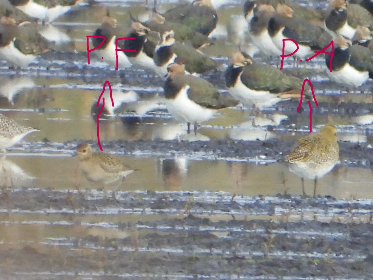 Pacific Golden-Plover - ML643783386