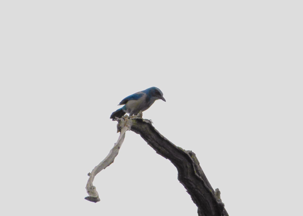 Florida Scrub-Jay - ML643783396