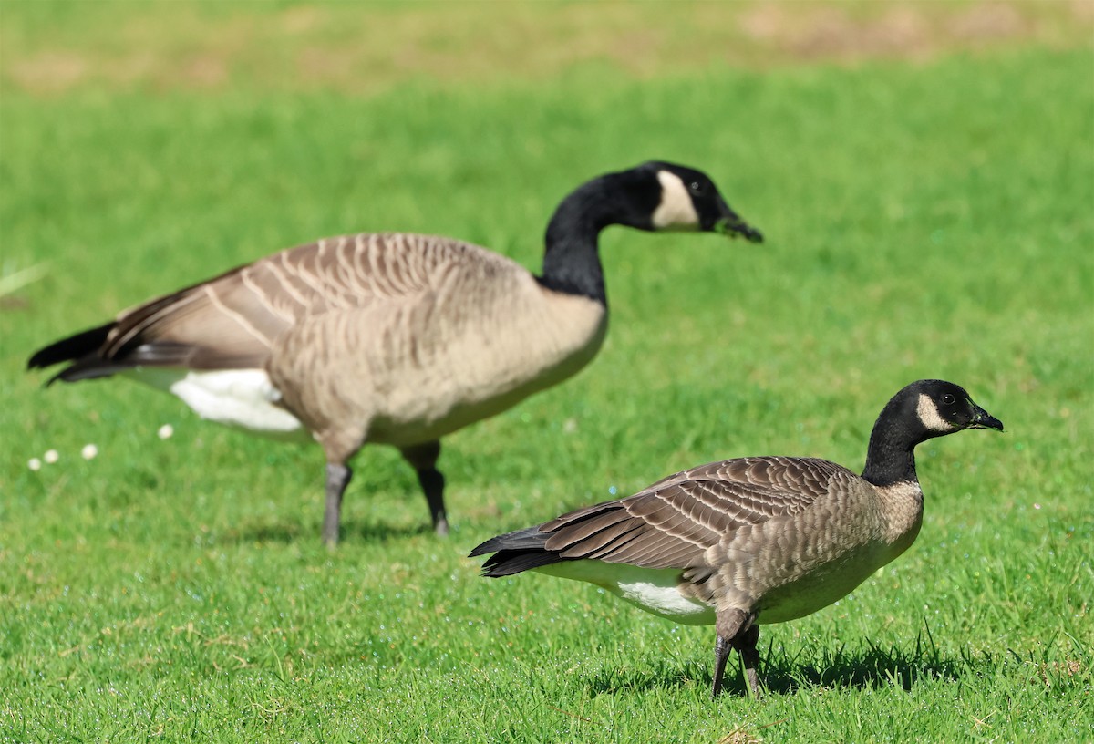Cackling Goose (Aleutian) - ML643783401