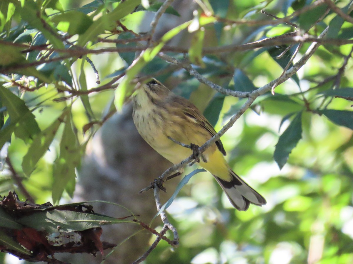 Palm Warbler - ML643783411